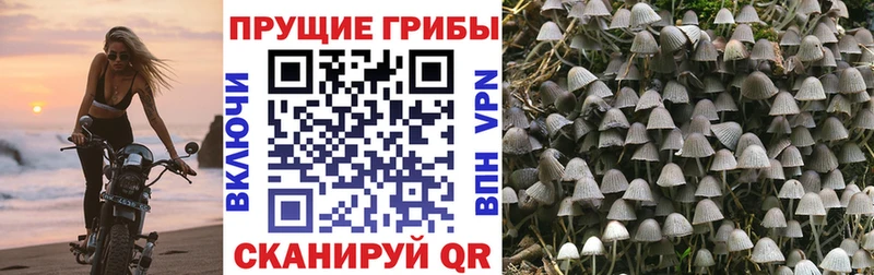 наркота  Кизляр  Псилоцибиновые грибы мицелий 